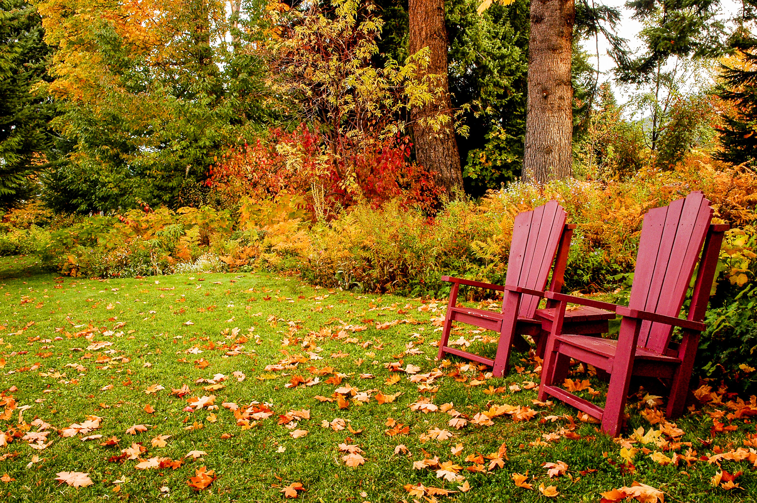 Autumn Hues Amidst Emerald Greens: Fall Lawn Care