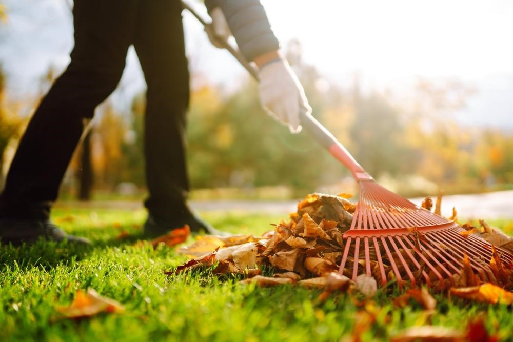 Lush Lawns in The Woodlands: Professional Lawn Care Services